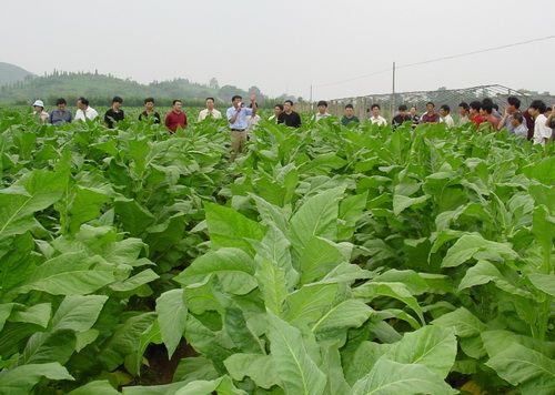 贵州"金圣方"生物有机肥对烟叶品质影响的研究